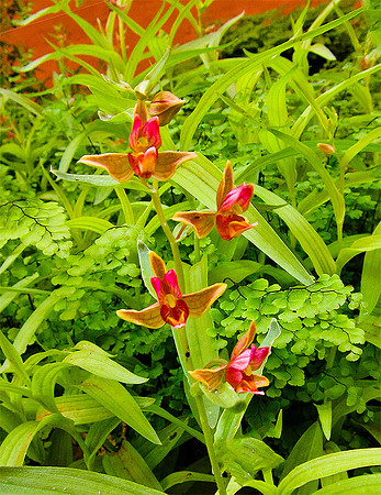 San Juan River, Southern Utah - Dessert Orchid 1861