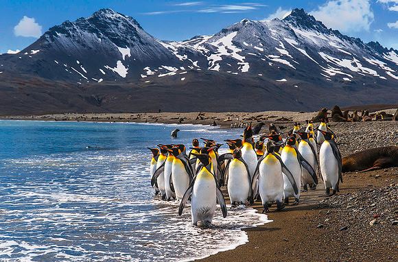 King Penguins, Fortuna Bay 9429