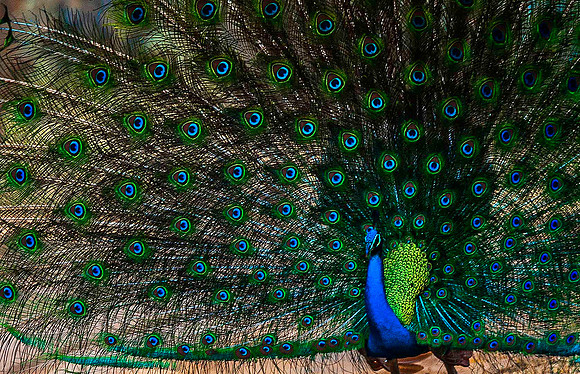 Peacock 8100