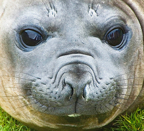 Southern Elephant Seal 2319