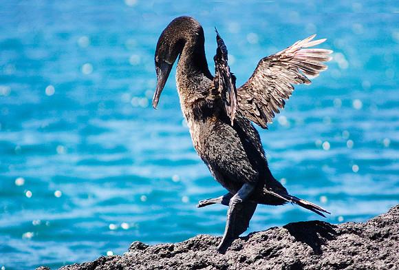 Flightless Cormorant 5405