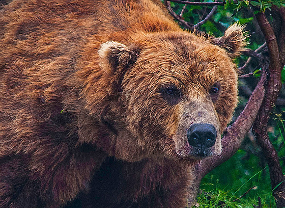 Brown Bear, Katmai 6039