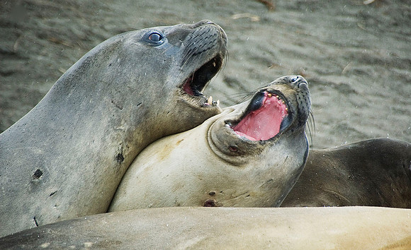 Southern Elephant Seals 1628