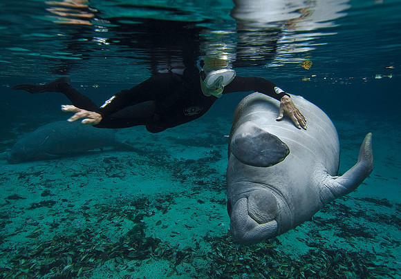 Manatee 0833