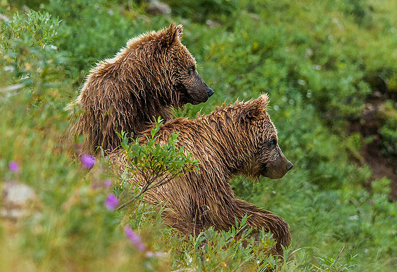 Brown Bears, Katmai 6168