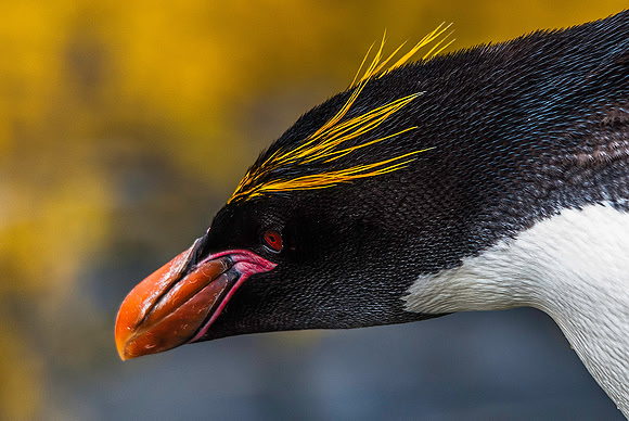 Macaroni Penguin, Hercules Bay 9638