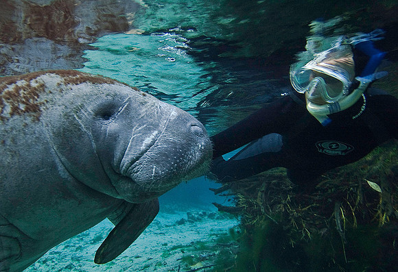 Manatee 0772