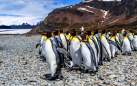 King Penguins, Fortuna Bay 9538