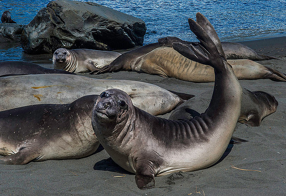 Elephant Seals, Gold Harbour 0020