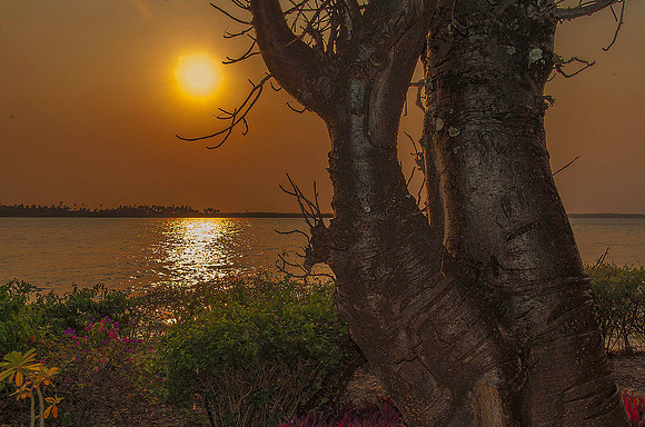 Chole Island, off the coast of Mafia Island 1518