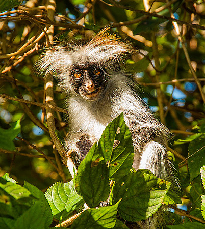 Red Colobus Monkey, Zanzibar 1298