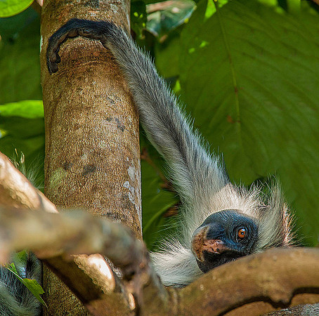 Red Colobus Monkey, Zanzibar 1327