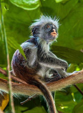 Red Colobus Monkey, Zanzibar 1362