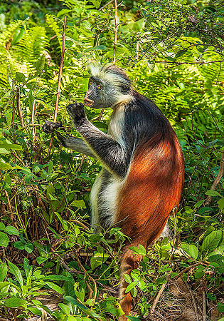 Red Colobus Monkey, Zanzibar 1377