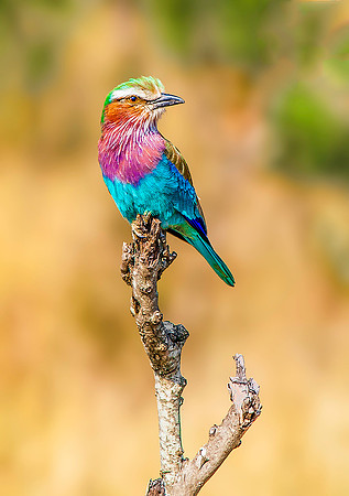 Lilac Breasted Roller 3138