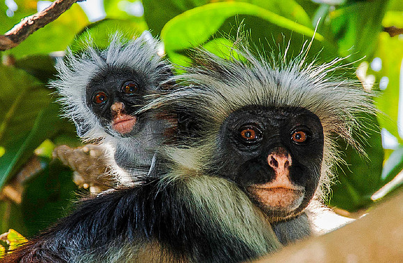 Red Colobus Monkey, Zanzibar 1325