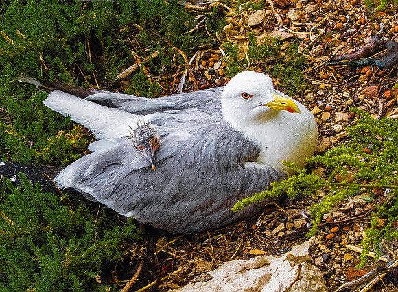Gull & sheltered chick at Neptune's Grotto, Capo Caccia, north of Alghero 2875