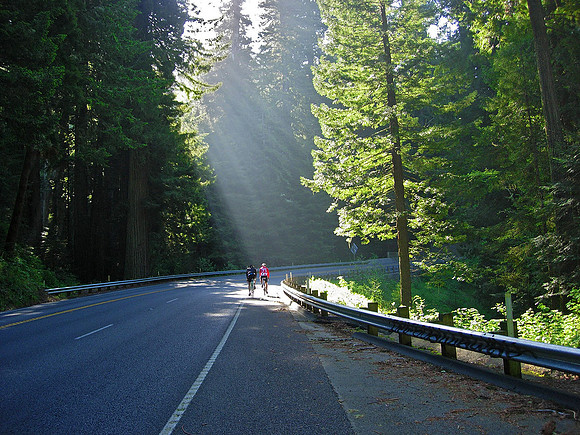 Northern California Coastal Redwoods 2164