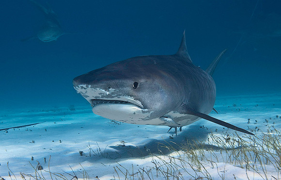 Tiger Shark 0534