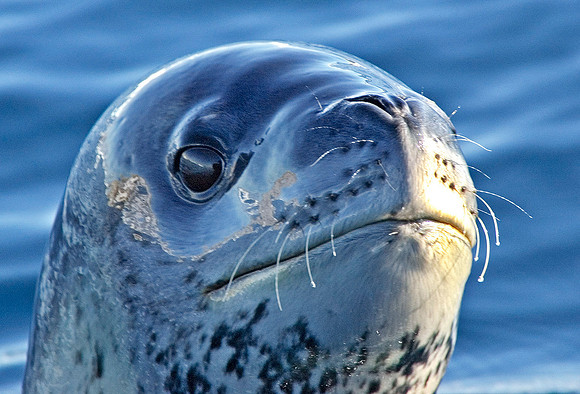 Leopard Seal - note mountain reflected on seal 3362