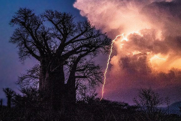 Mandrare Baobabs250617