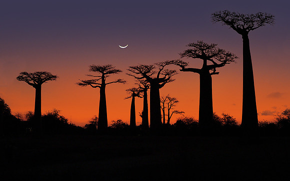 Avenue of Baobabs, Morandava270682
