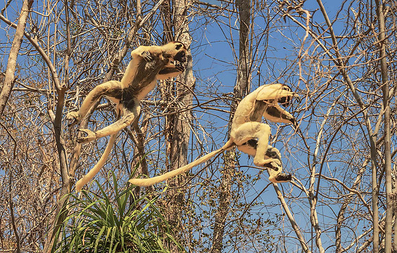 Verreaux's Sifaka280811Merge