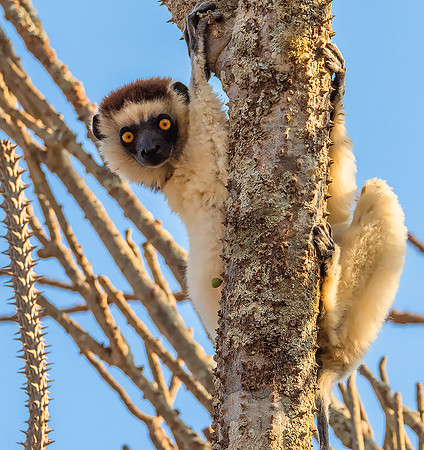 Verreaux's Sifaka240399