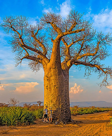 Mandrare Baobabs250571