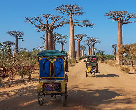 Avenue of Baobabs270622