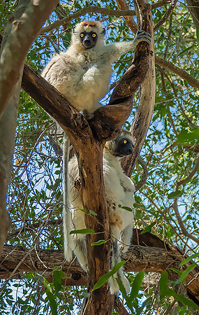 Verreaux's Sifaka230158