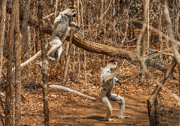 Verreaux's Sifaka280827Merge