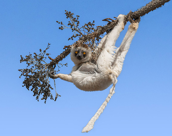 Verreaux's Sifaka240454