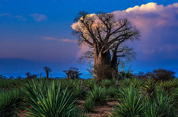 Mandrare Baobabs250591