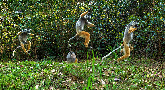 Diademed Sifakas101547Merge