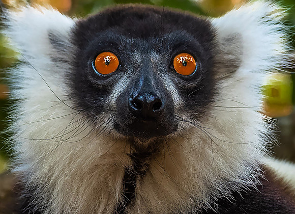 Black-and-white Ruffed Lemur101652