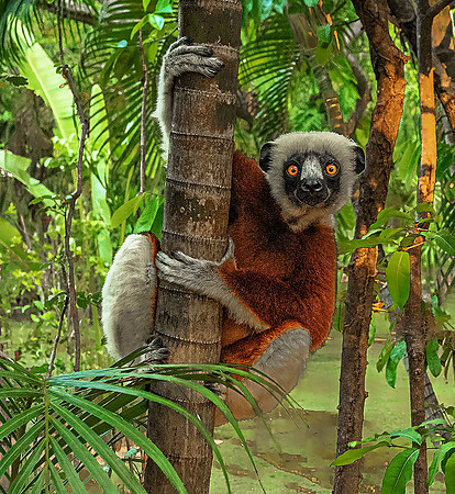 Coquerel's Sifaka-Anjajavi140189