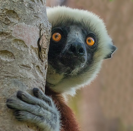 Coquerel's Sifaka-Anjajavi120032