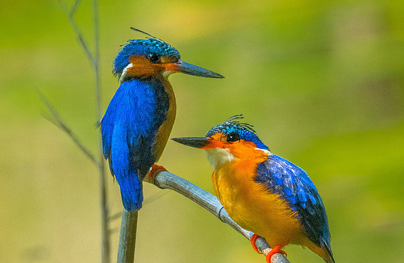 Madagascar Malachite Kingfishers160321