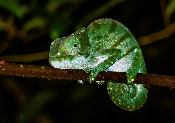 Parson's Chameleon05439