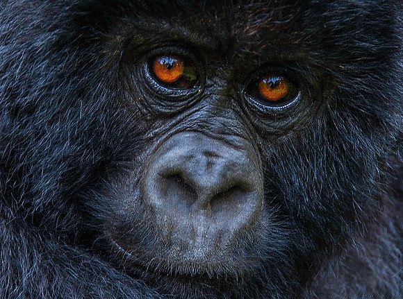 Juvenile Mountain Gorilla 2253