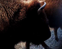 Yellowstone Wolves-88