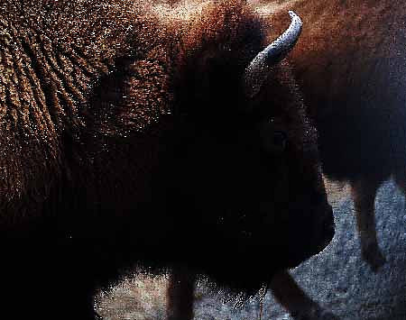 Buffalo-P1010026