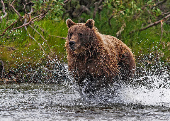 Brown Bear hunting Sockeye Salmon, Katmai 6214