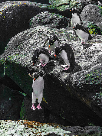 Rockhopper Penguins, South Harbour, New Island 8872