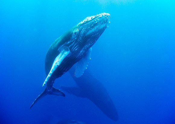 Humpback Whales, Socorro, Mexico, 2006 3475