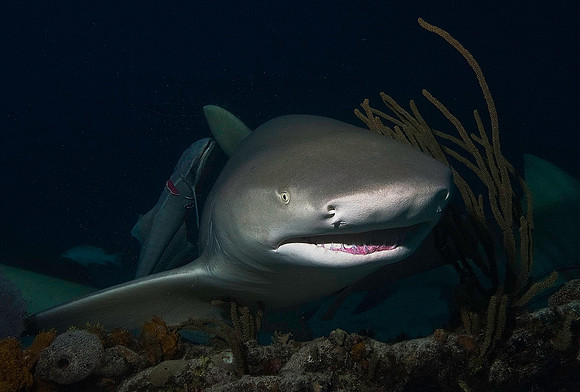 Lemon Shark0170
