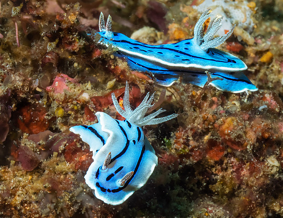 Nudibranch P5040496