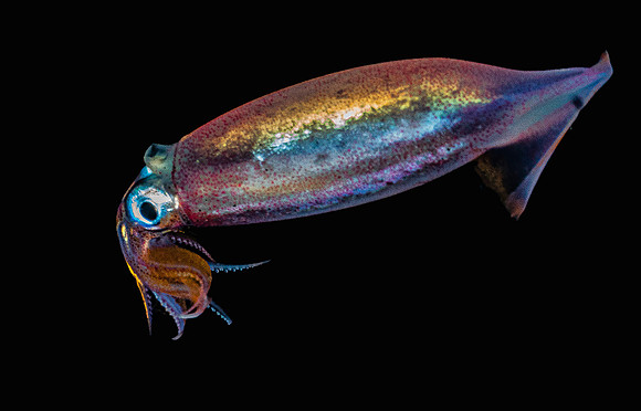 Squid P5040534