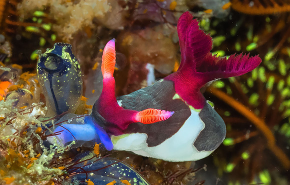 Nudibranch eating Tunicate P5070094